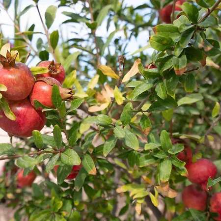 Santorini Oasis- Cave House Fíra