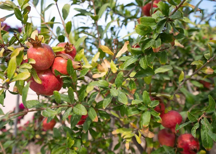 Santorini Oasis- Cave House Fira (Santorini)